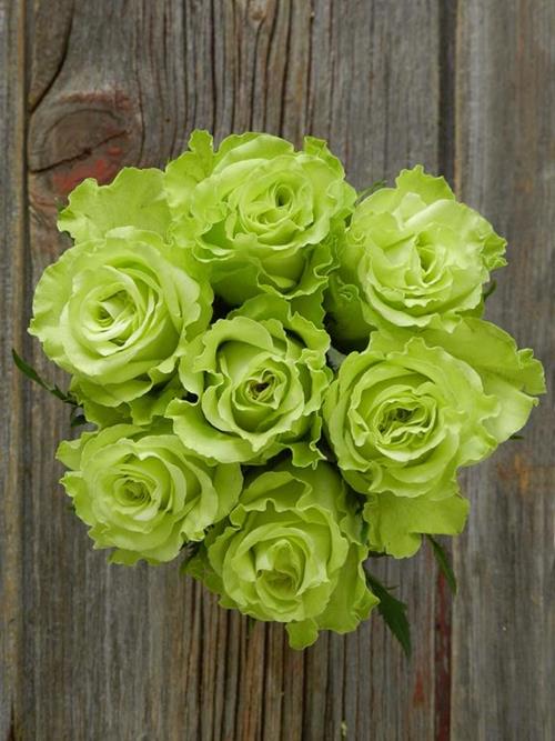 LIMBO  GREEN COLOR ROSES